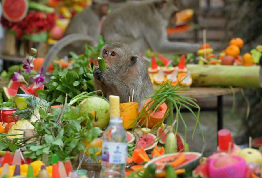 Fruit Monkey Festival