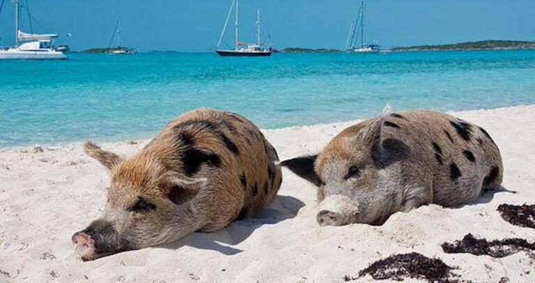 Pigs On The Island Featured
