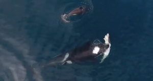 Orcas Eating Shark Ocean