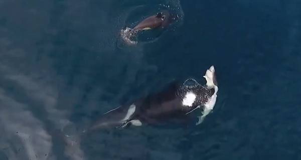 Orcas Eating Shark Ocean