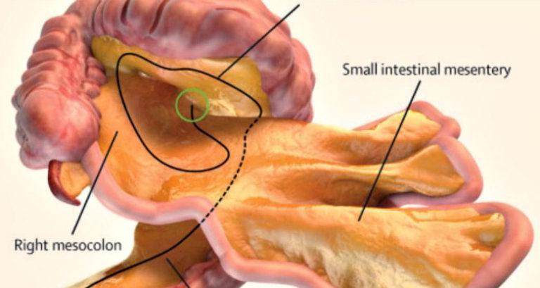 Mesentery