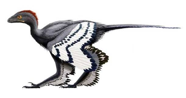 Anchiornis
