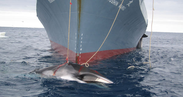 Japan Whaling Og
