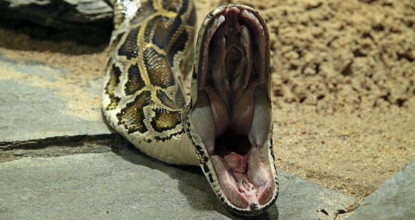 Snake Mouth