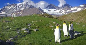 Antarctica Turning Green Og