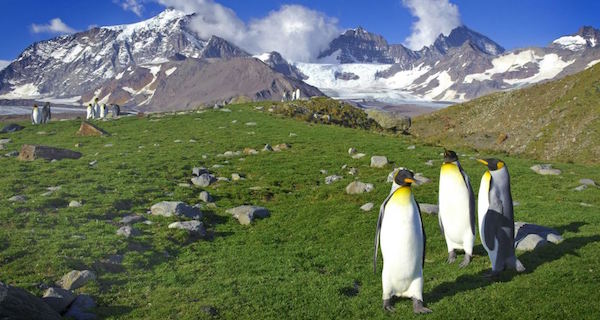 Antarctica Turning Green Og