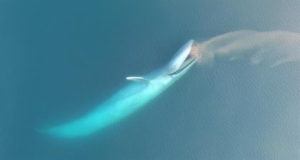 Blue Whale Eating Drone