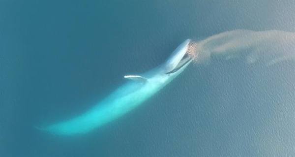 Blue Whale Eating Drone