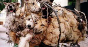 Dog Meat Sales Banned China