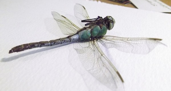 Dragonflies Play Dead Sex