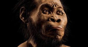 Homo Naledi Og
