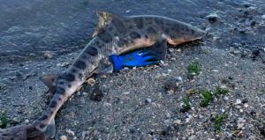 Leopard Shark Washed Up