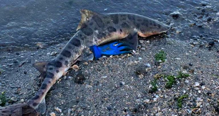 Leopard Shark Washed Up