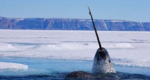 Narwhal Tusk Water
