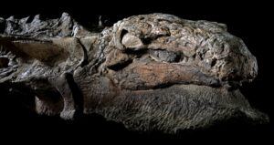 Nodosaur Skull