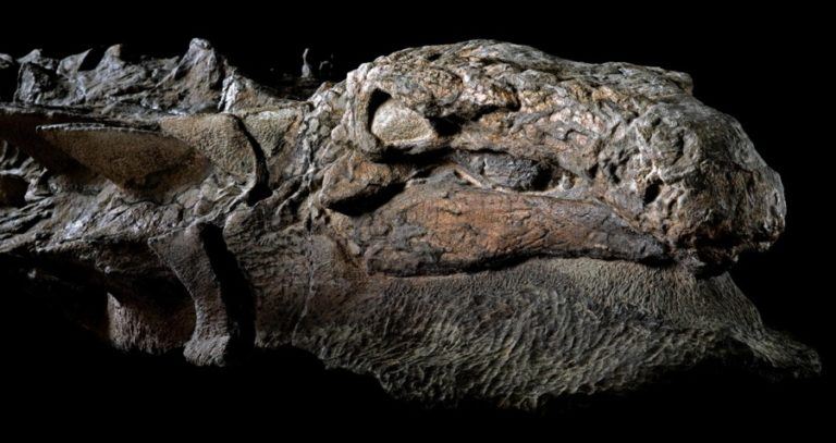 Nodosaur Skull