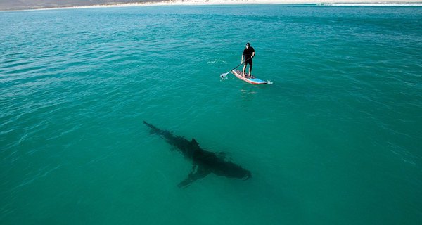 Paddleboarding With Shark Og