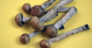 Several Magic Mushrooms