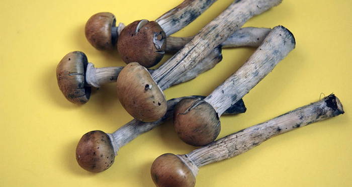 Several Magic Mushrooms