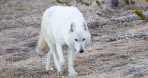 White Wolf Getty