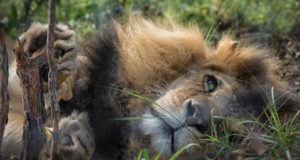 Circus Lions Poached
