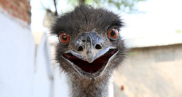 Emu Smile