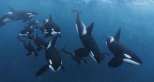 Killer Whale Gangs Og