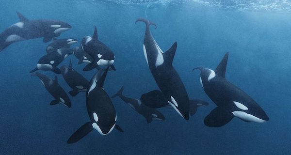 Killer Whale Gangs Og