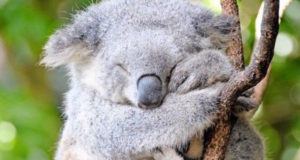Koala Extinction Og