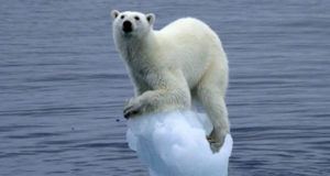 Sixth Mass Extinction Og