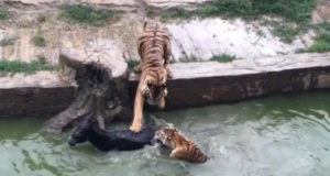 Tigers Eat Donkey China Og