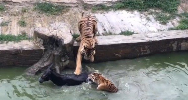 Tigers Eat Donkey China Og