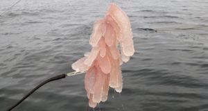 Tropical Sea Creatures Canada Og