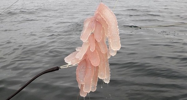 Tropical Sea Creatures Canada Og