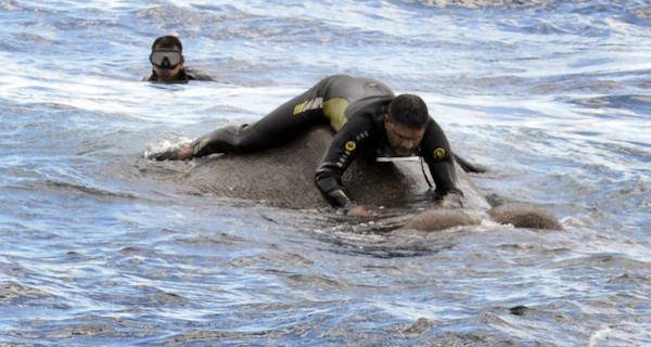 Elephant Rescue Sri Lanka