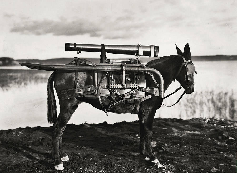 Rocket Donkey