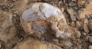 Ancient Baby Ape Skull Cropped
