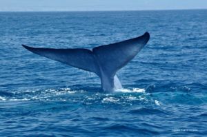 Blue Whale Challenge1