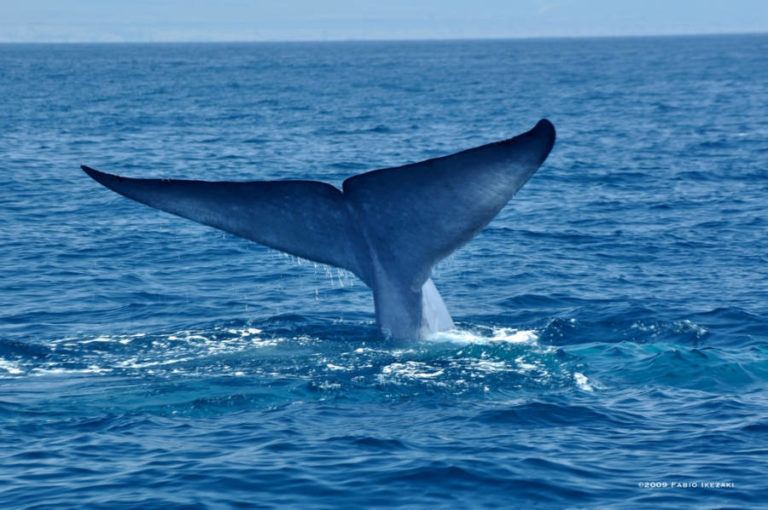 Blue Whale Challenge1