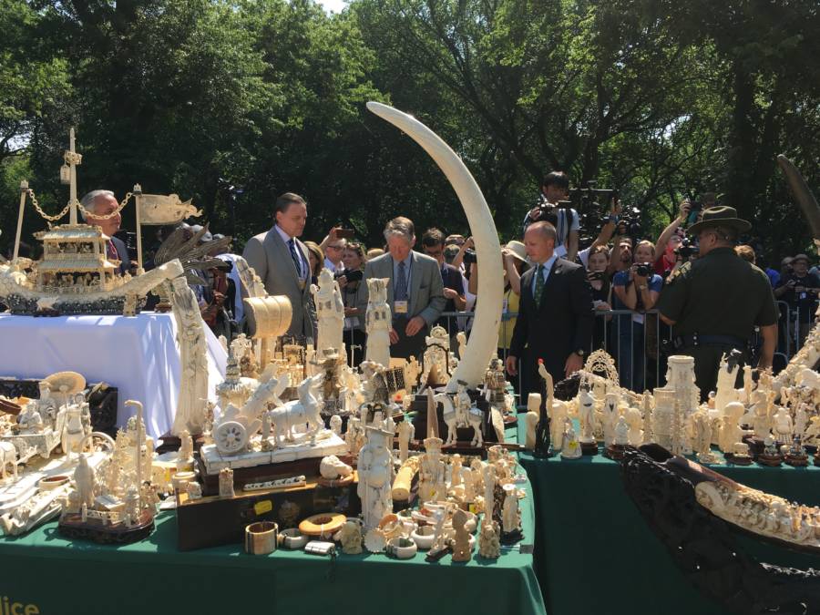 Ivory Ivory