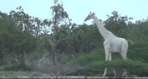 White Giraffe