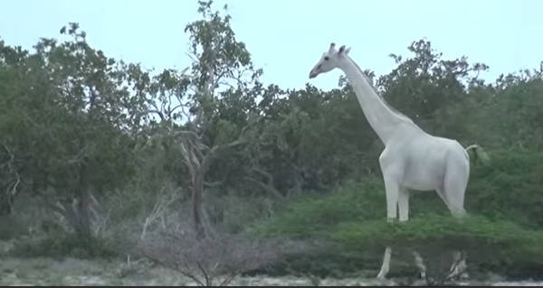 White Giraffe