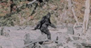 Bigfoot Walking