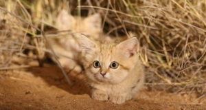 Sand Kitten Looking Forward