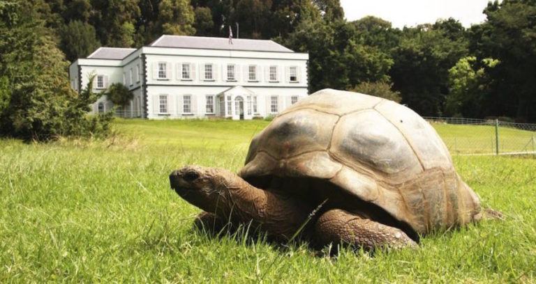 St Helena Tortoise Gay