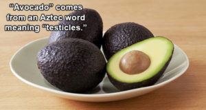 Avocado Testicles
