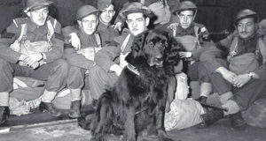 Gander Dog Wwii
