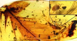 Tick Feather In Amber