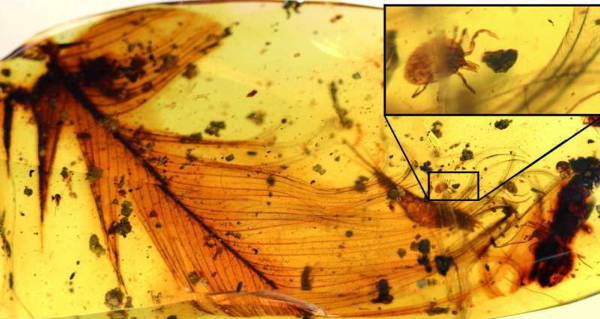 Tick Feather In Amber