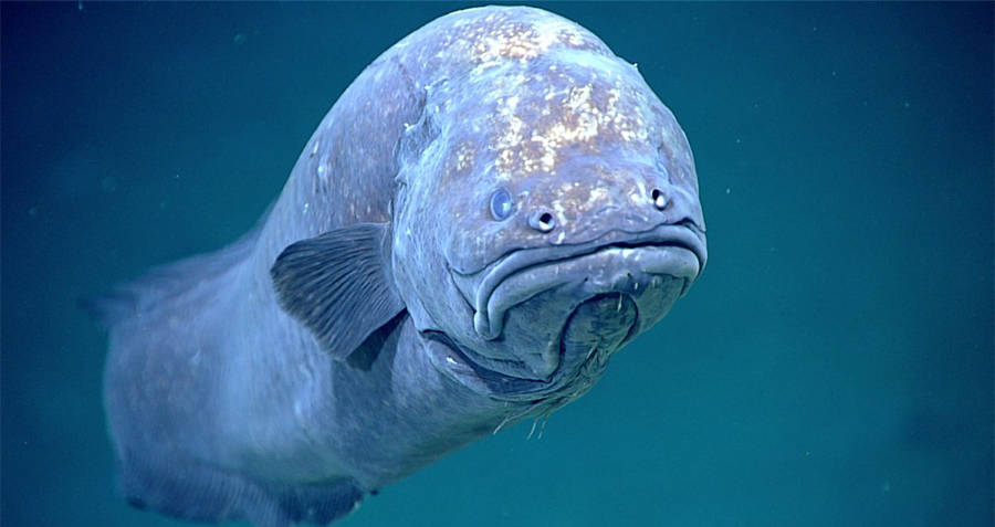 Cusk Eel